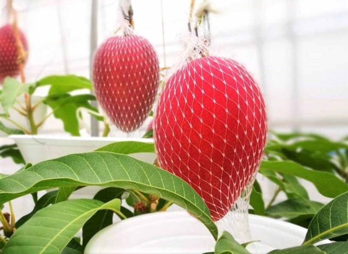 Hokkaido Town Pioneers Next-Gen Biofuel and Power Generation from Livestock Waste Biomass-Energy-in-Shikaoi-Hokkaido-001