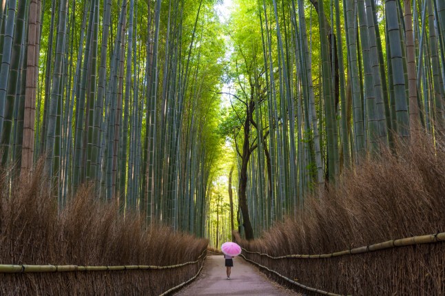Woman with umbrella walking in bamboo forest
