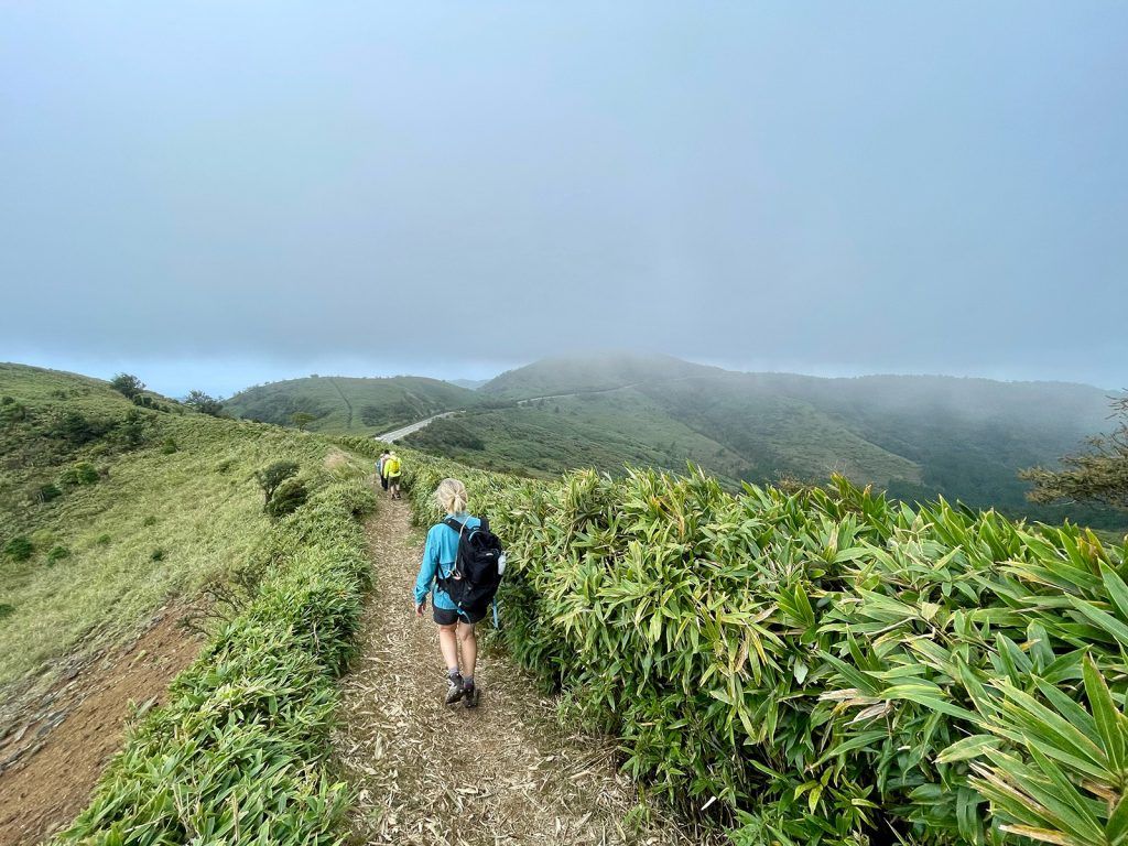 Hiking through wind-rippled bamboo on Mt Daruma.