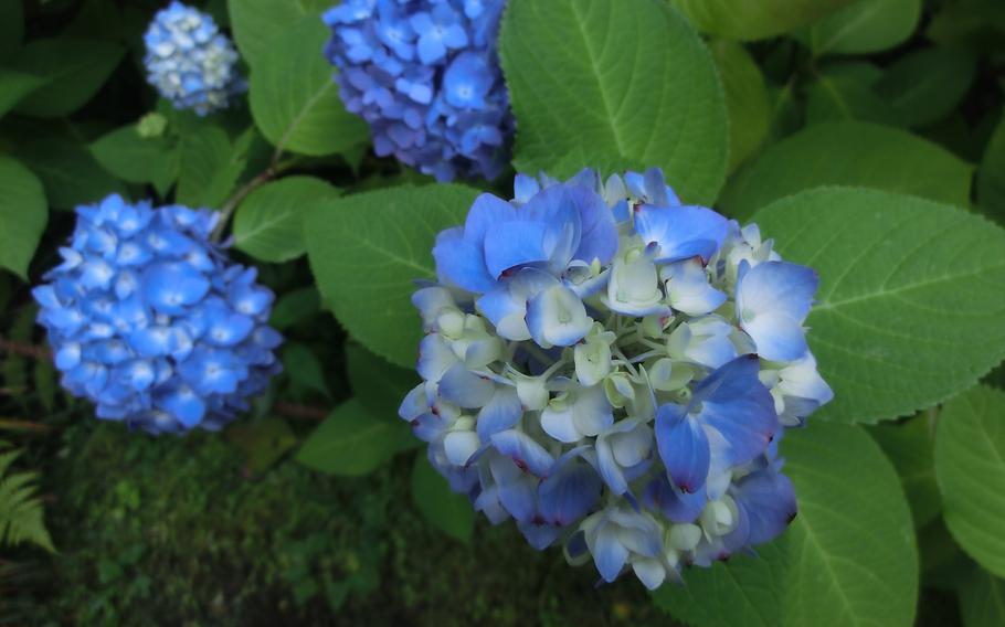Hydrangeas