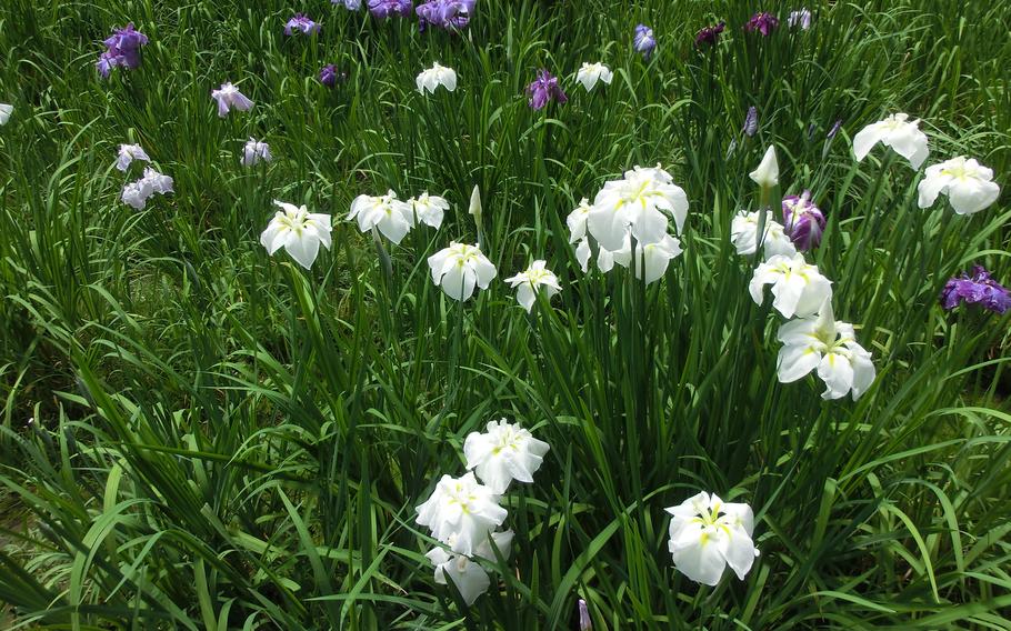 Irises