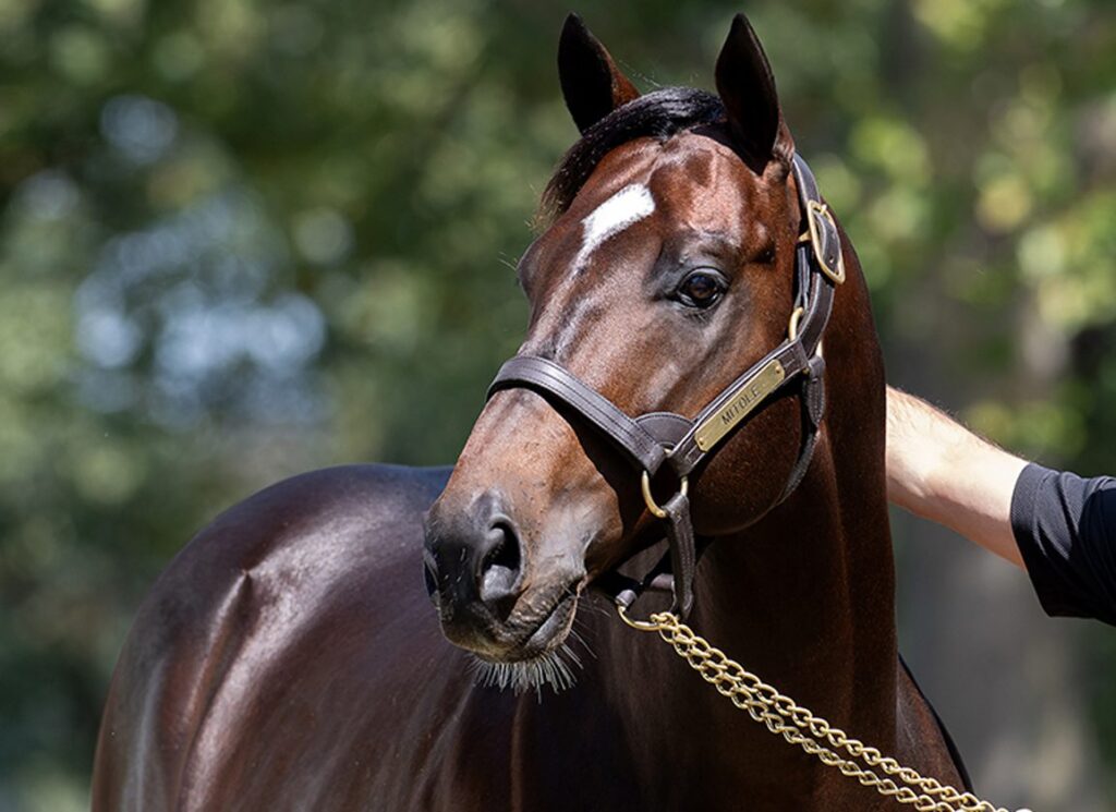 Well-Related Medaglia d'Oro Filly Looks To Stay Perfect at Tokyo