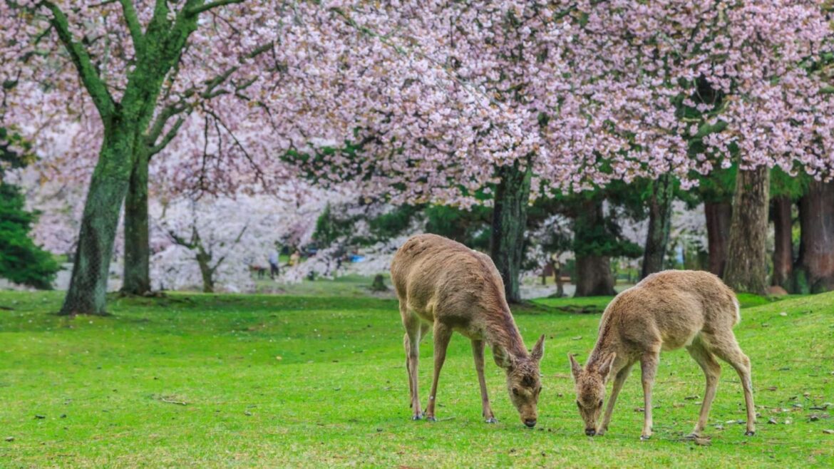 Top 10 Most Affordable Cities Listed By JR Pass Top 10 Most Affordable Cities Listed By JR Pass