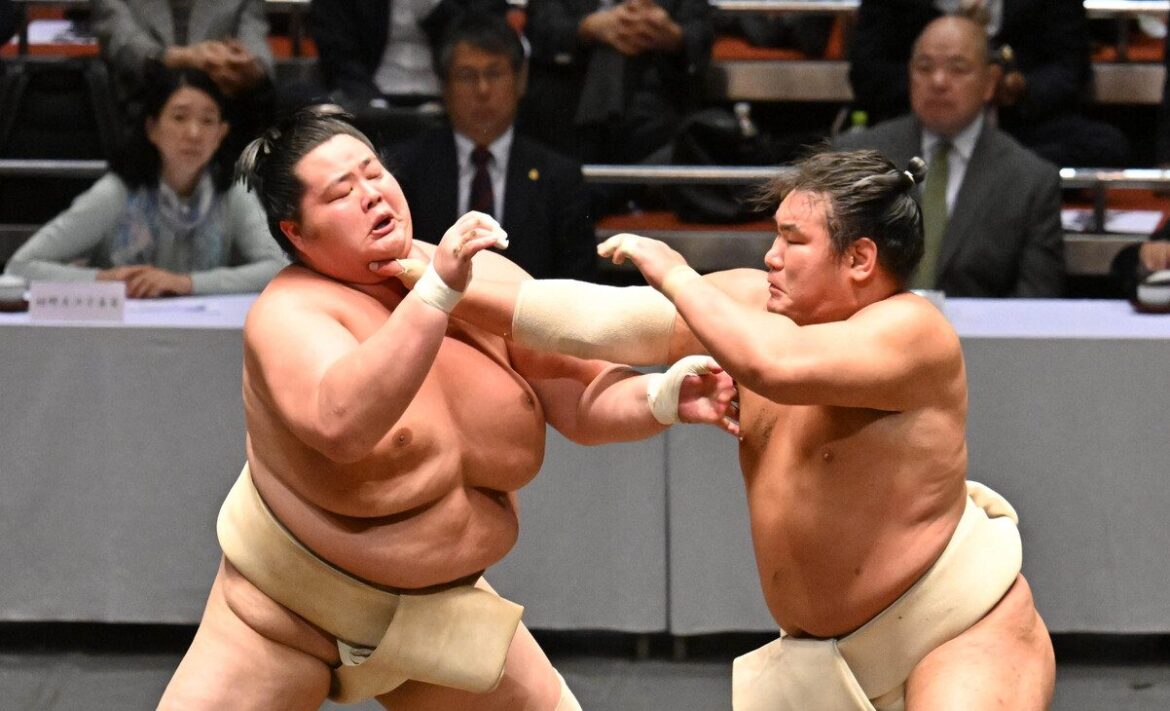 sumo
