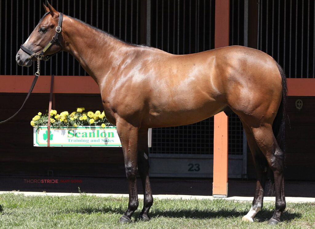 Promising Into Mischief Colt Poulsen Updates Pedigree at Tokyo