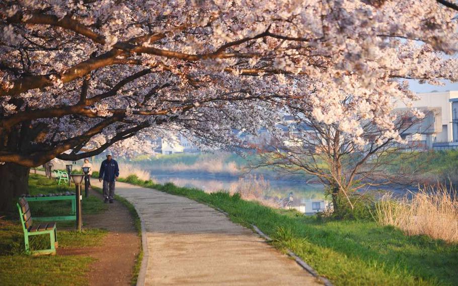 cherry blossom tree and trail under it