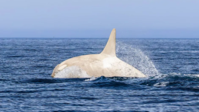 White killer whale spotted in Japan: Why are these mammals so rare?