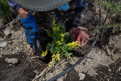 A volunteer puts soil on a Retama plant during planting day for a new pocket forest at the Technological University of Nezahualcóyotl. (Ginnette Riquelme)