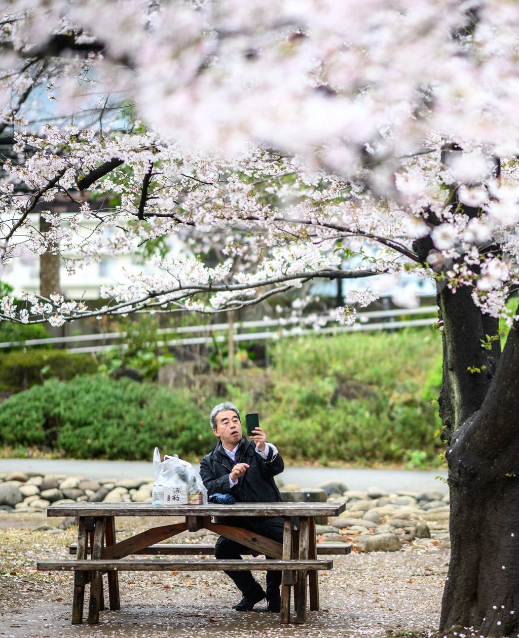 A man takes pictures of cherry blossoms at Hamacho Park in Tokyo’s Chuo district on April 2. Photo: AFP