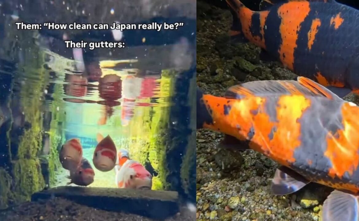 Viral Video Shows Japan's Crystal Clear Drains Filled With Fish, Leaves Internet In Awe
