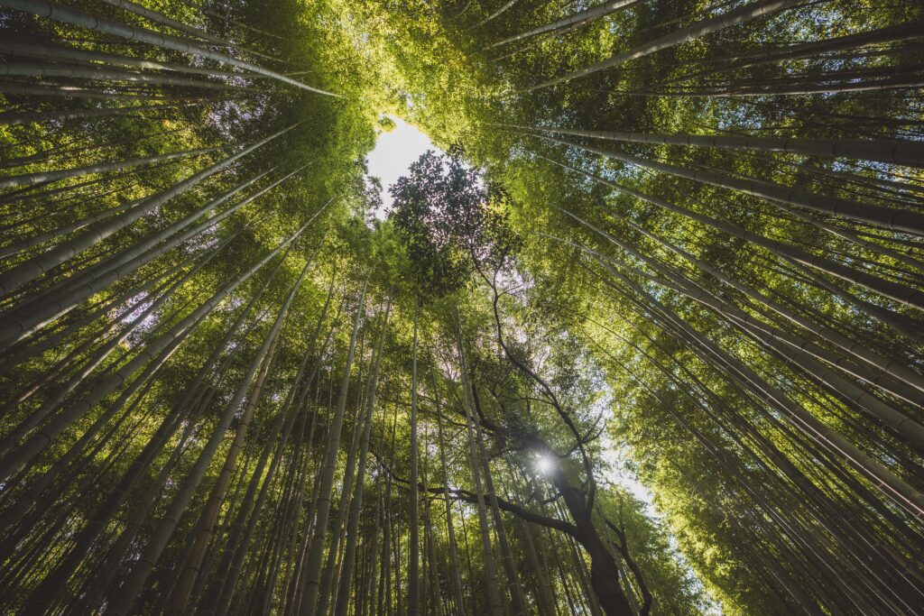 kyoto bamboo forest