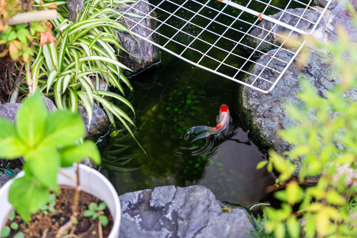 Goldfish in Kyoto