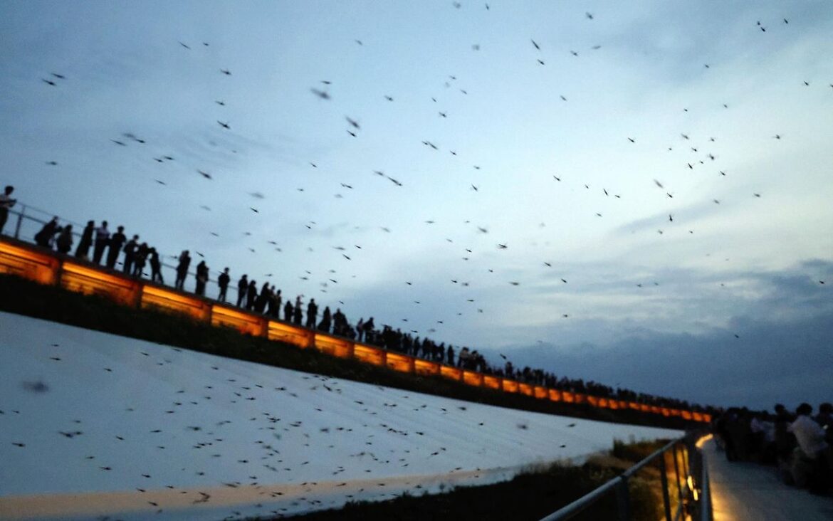 2025 Osaka Expo: Expo Venue Hit by Swarms of Chironomids; Organizers Cooperating with Pest Control Companies, Others to Deal with Outbreak