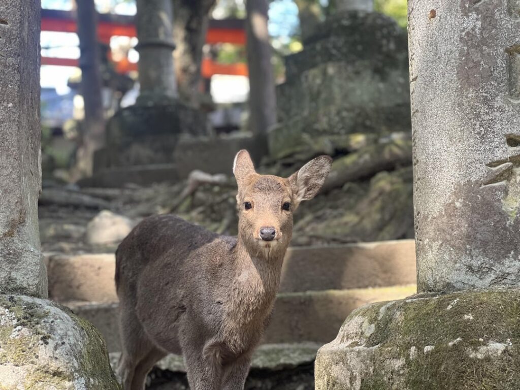Some pictures of the Nara residents. The last picture seemed a little familiar.