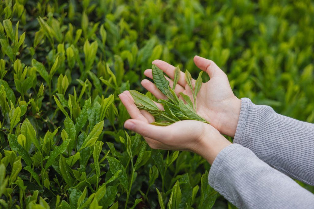 A unique tea leaf-picking experience at our Dusit Tea Garden in Wazuka