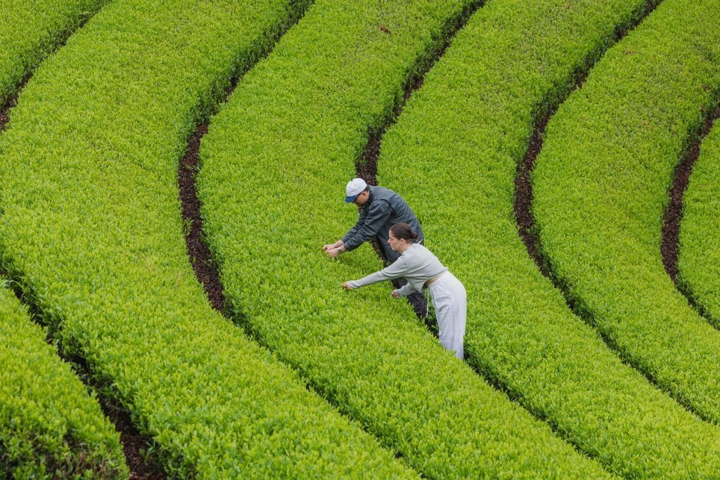 A unique tea leaf-picking experience at our Dusit Tea Garden in Wazuka