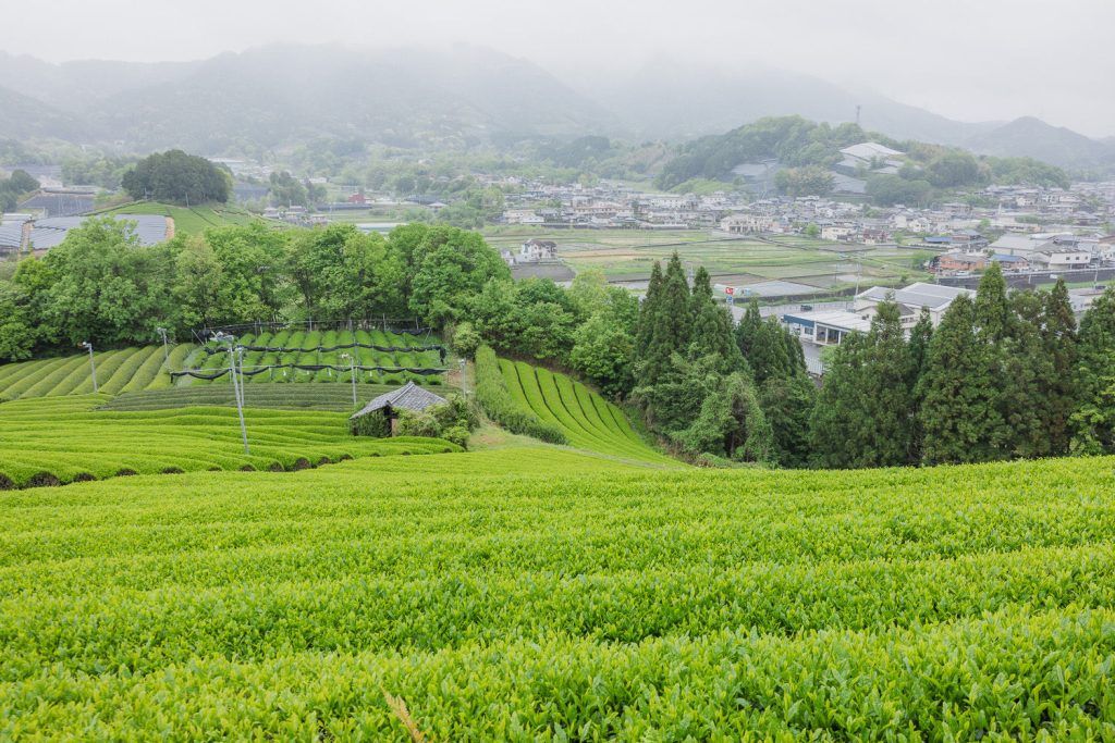 A unique tea leaf-picking experience at our Dusit Tea Garden in Wazuka