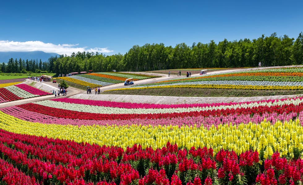 Best time to visit Japan