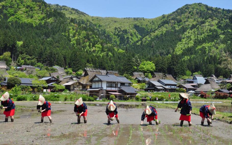 people planting rice.