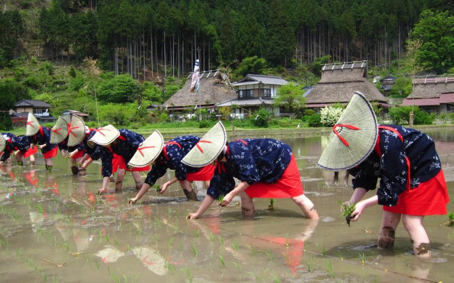 people planting rice.