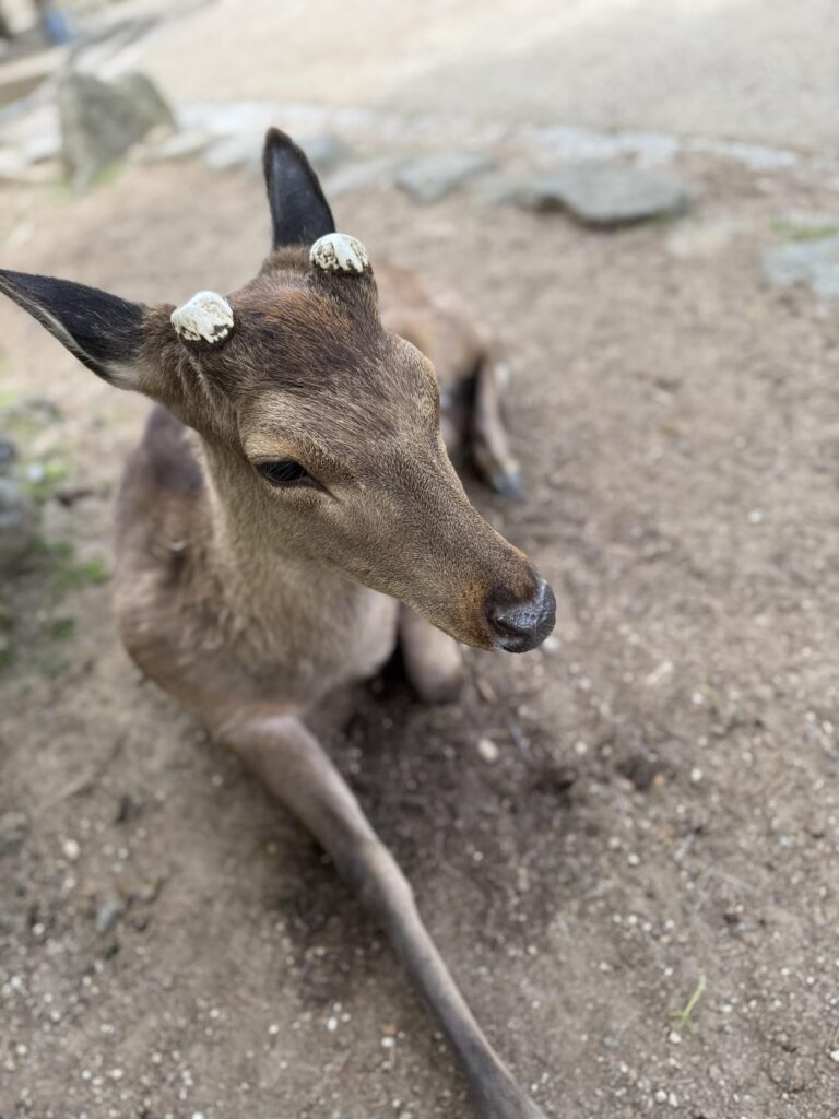 Nara Deer Are Not Cute — They’re Crackhead Gangsters in Disguise Nara Deer Are Not Cute — They’re Crackhead Gangsters in Disguise