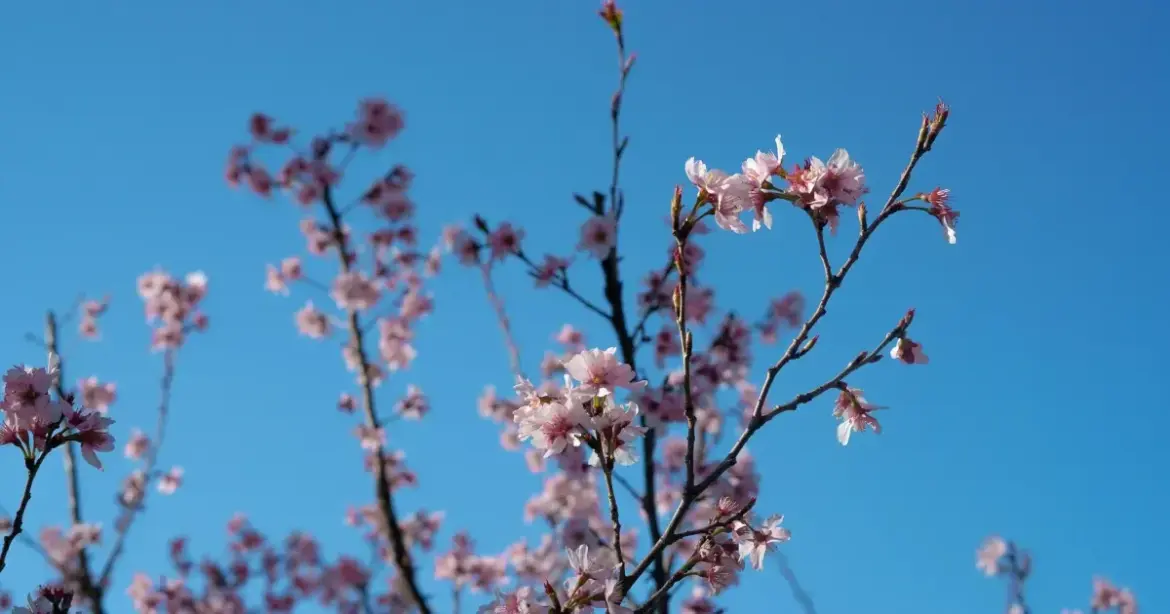 The Seven Best Places To Visit In Japan During Spring