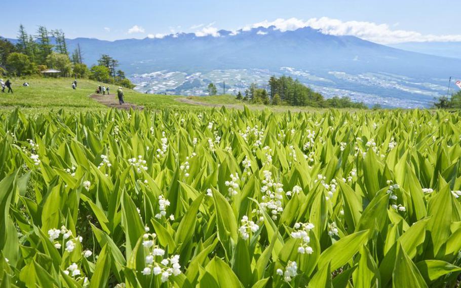 A valley covered in a profusion of lilies.