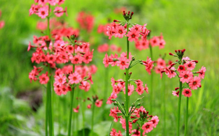 A variety of other flowers, like primrose, can also be found at the venue.
