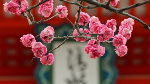 Before The Cherry Blossoms, Japan Celebrates The Plum's Arrival