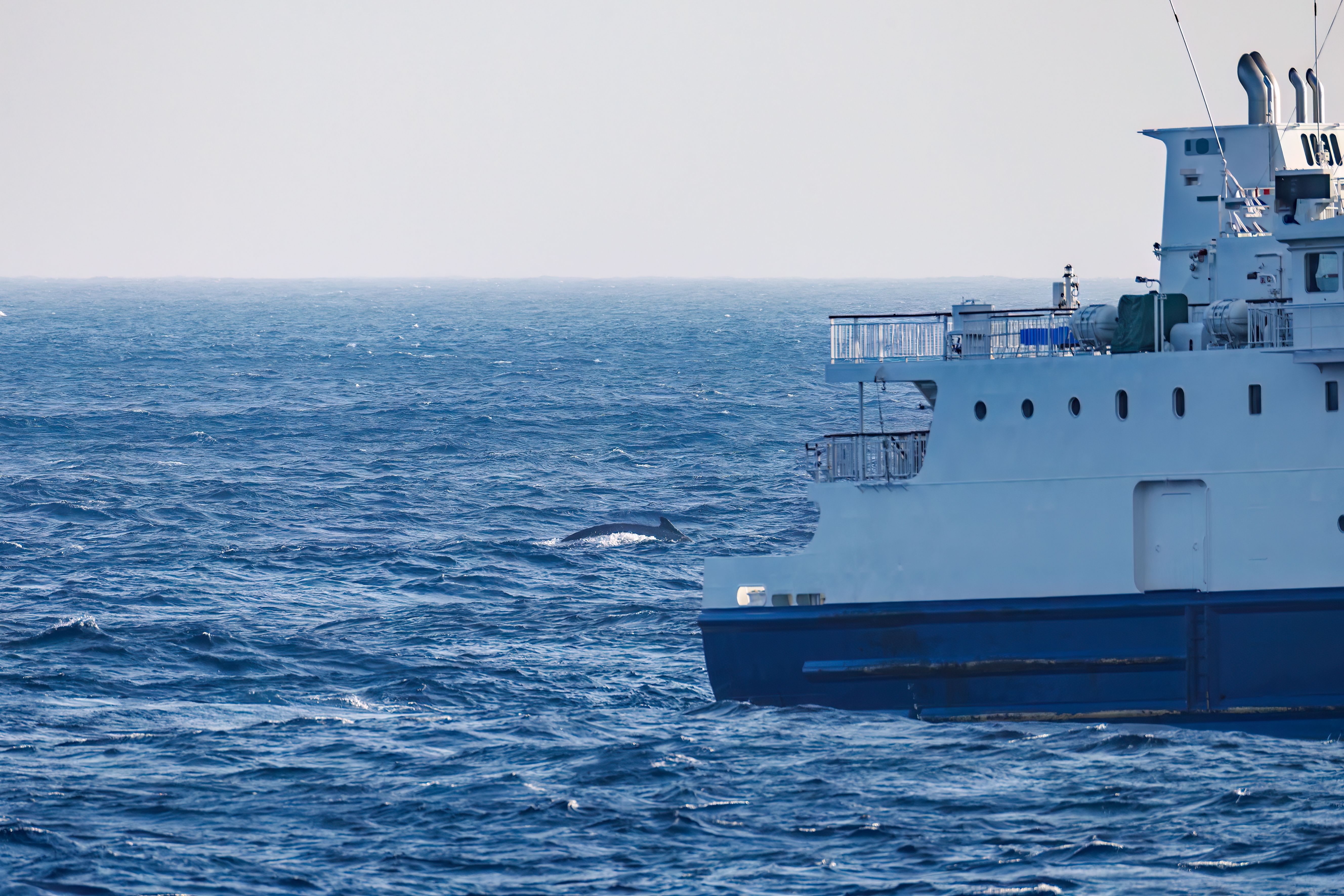 The Aogashima Maru can be seen connecting Hachijojima and Aogashima. A pod of Humpback Whale, Megaptera novaeangliae swam just offshore. 