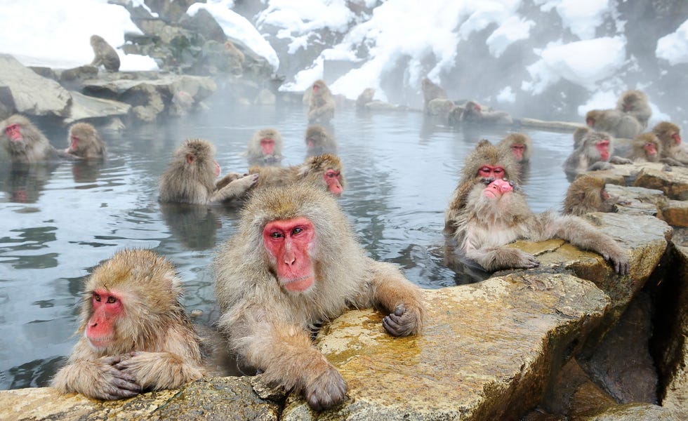 Snow Monkey