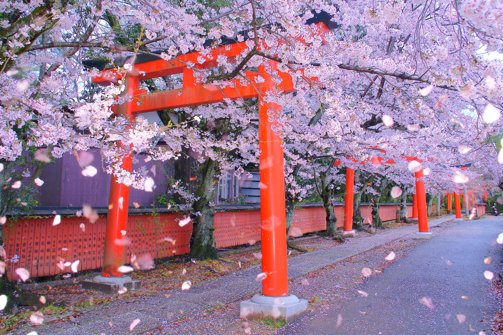 takenaka inari shrine cherry blossoms kyoto