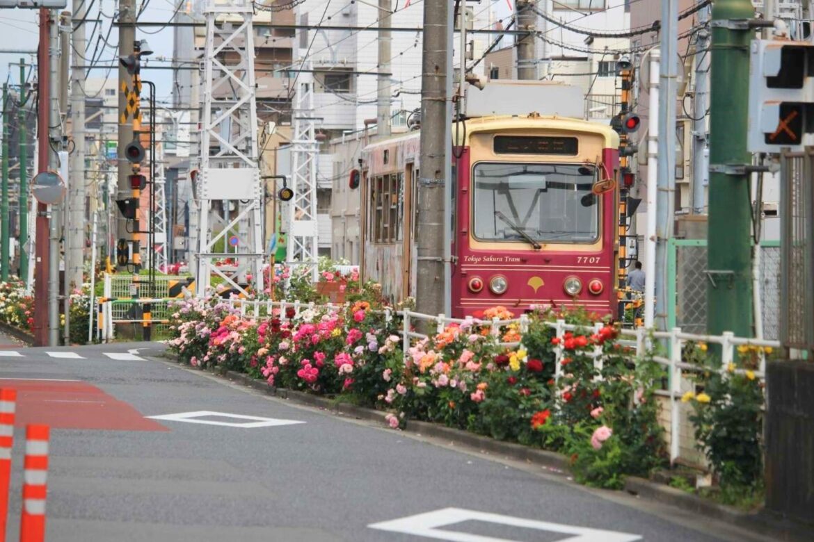 tram-roses