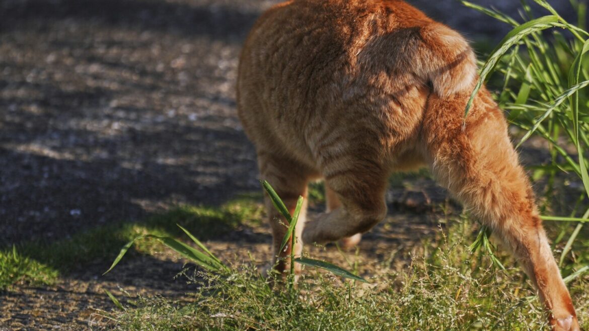 In Japan, rare bobtail cats are considered good luck. Nagasaki is filled with them