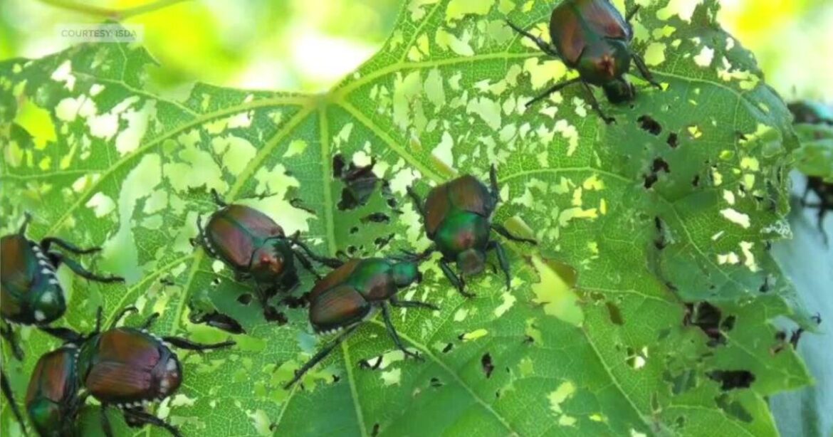 ISDA prepares to fight invasive Japanese Beetle population