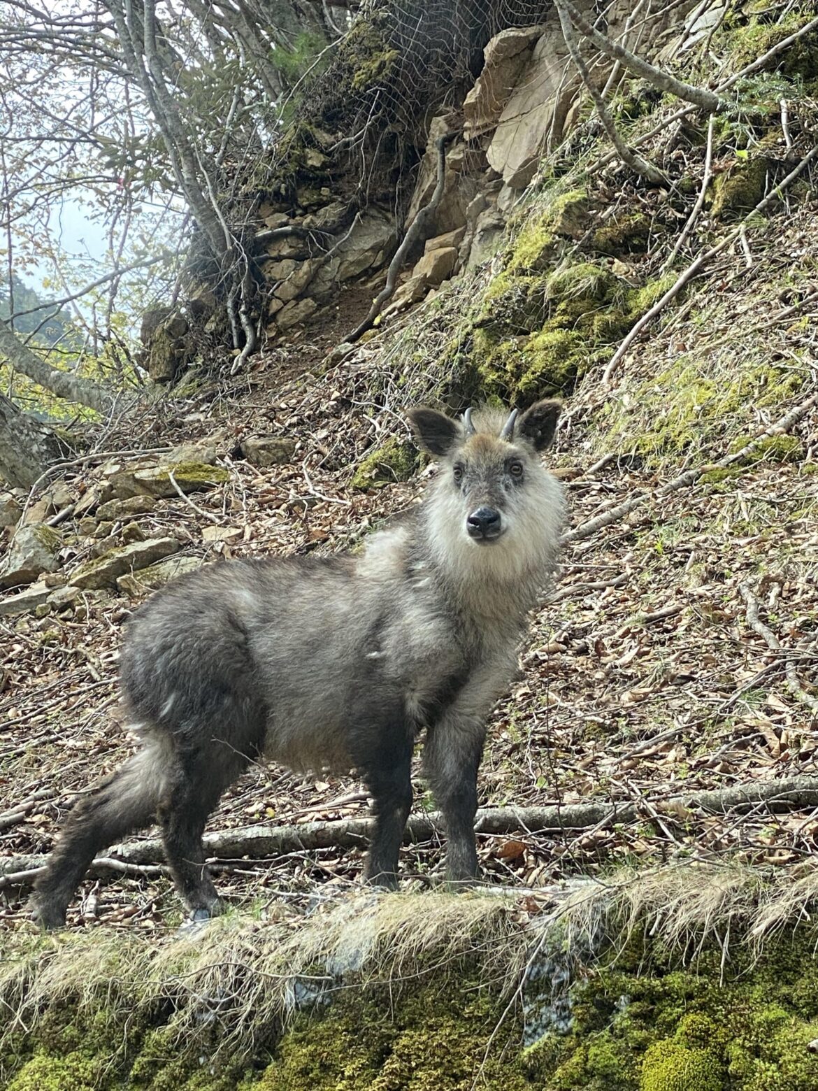 Japanese serow, seen in the mountains near Nikko, Tochigi