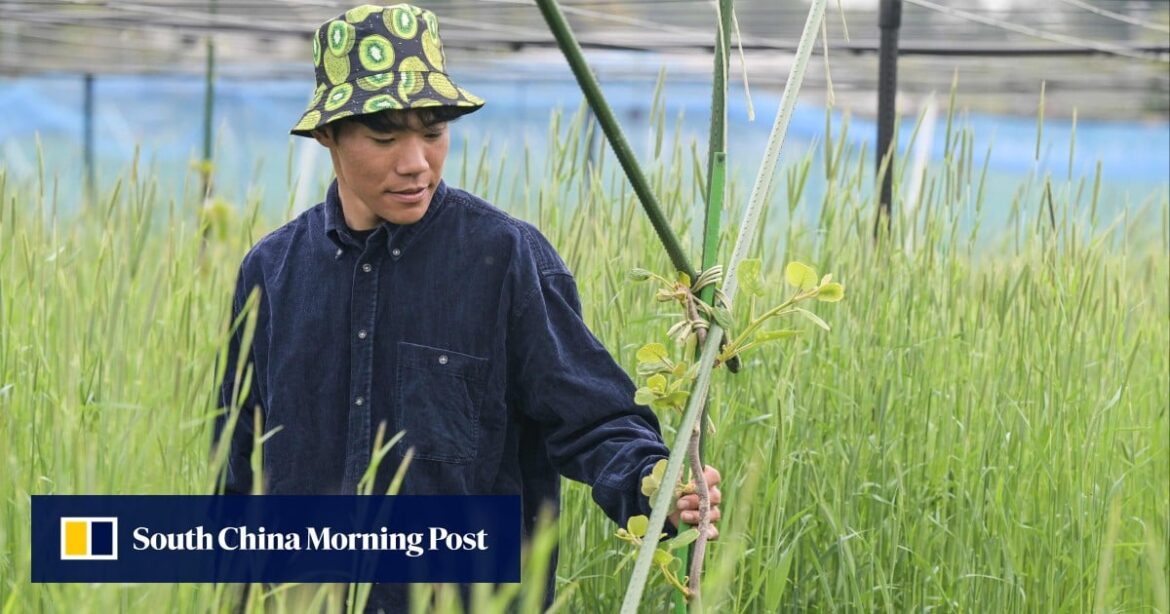 Gen Z Japanese kiwi farmer shows Fukushima moving forward 14 years after nuclear disaster