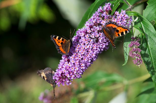 A close-up of orange painted lady butterflies settled on the purple flowers of buddleia.