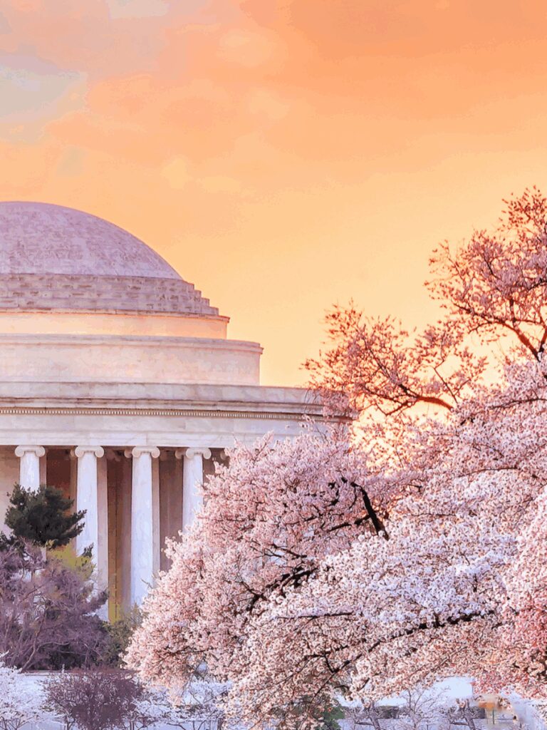 Tokyo’s Best Places to See Cherry Blossoms in Full Bloom