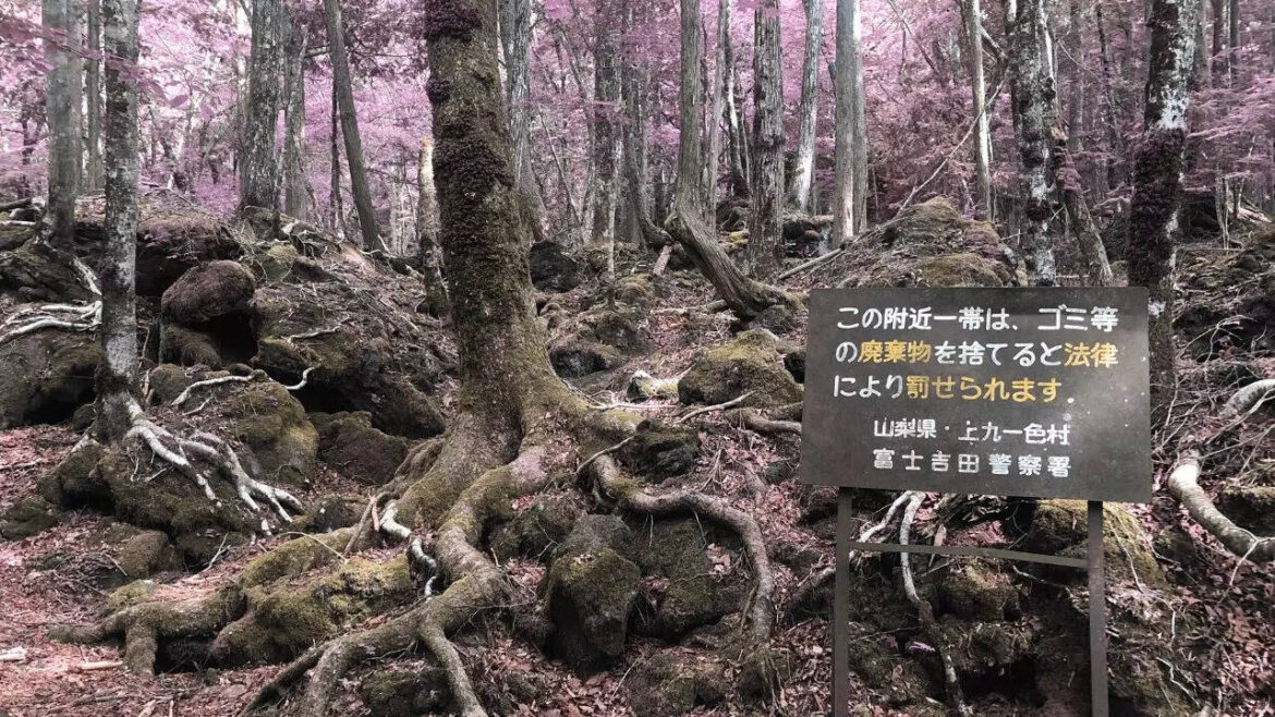 Japan’s ‘Suicide Forest’ is not for the weak-hearted – 5 spine-chilling facts Japan’s ‘Suicide Forest’ is not for the weak-hearted – 5 spine-chilling facts
