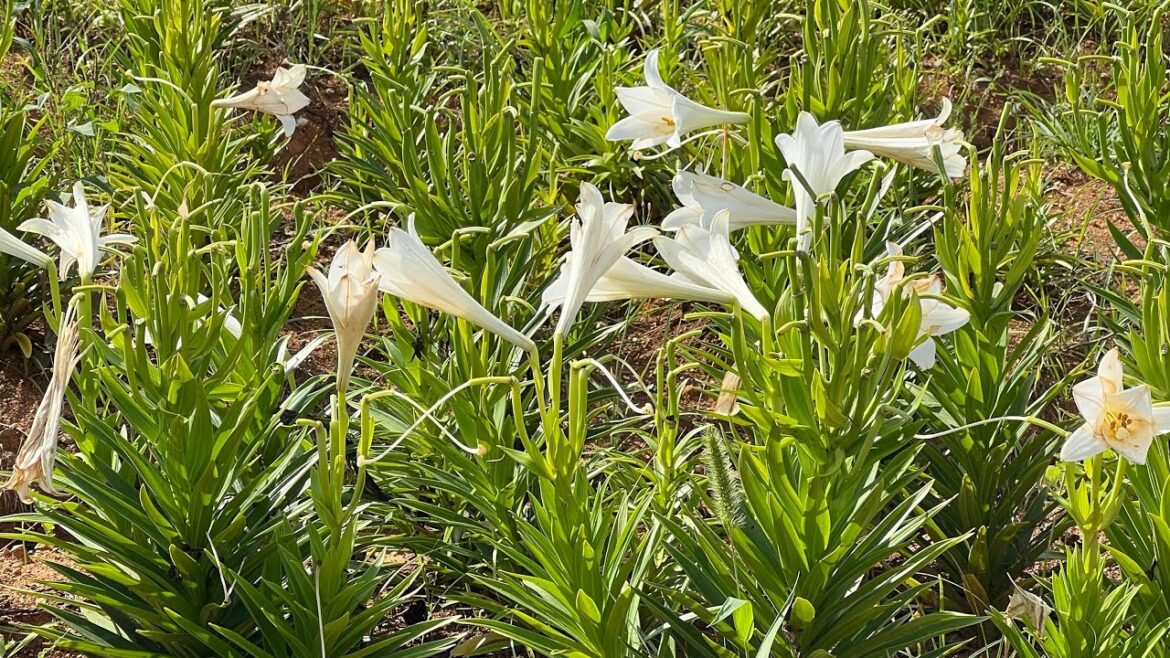 Exploring Okinoerabu-island