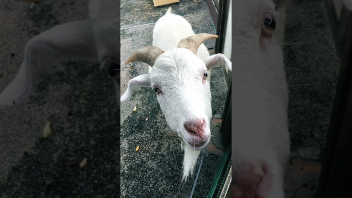 Omoriyama Zoo 🐯 | Hidden Gem in Akita City, Japan 🇯🇵 #Shorts