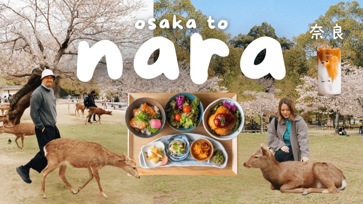 Nara Japan Vlog 🇯🇵 Nara Deer Park, Osaka Day Trip, Things to Do in Nara | Japan Travel Guide 2025