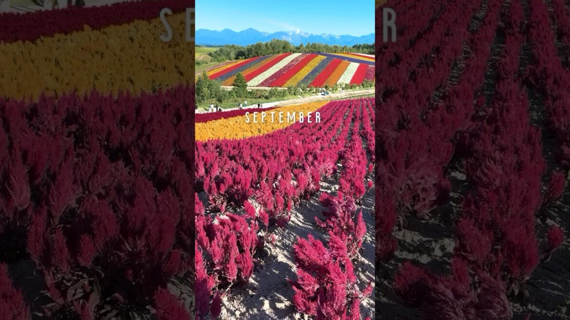 Best months to visit Japan 🇯🇵