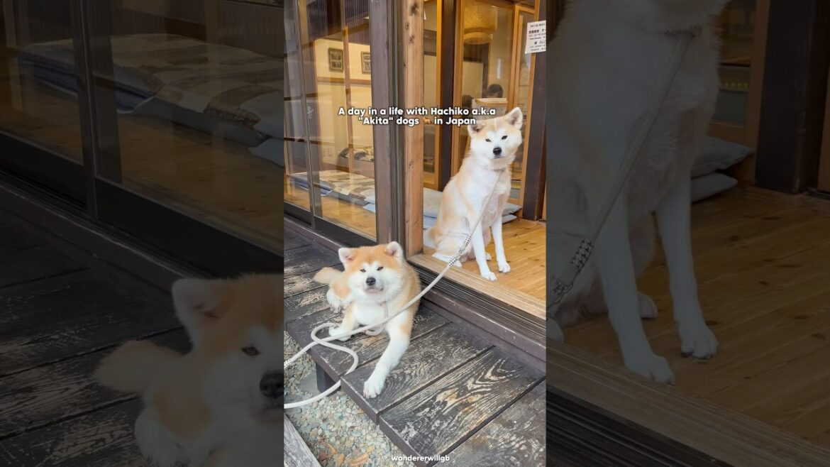 Hachiko Akita Dogs in Japan 🇯🇵🐕 #dogs #japantravel #tohoku #movie #dogshorts #dogloversdog