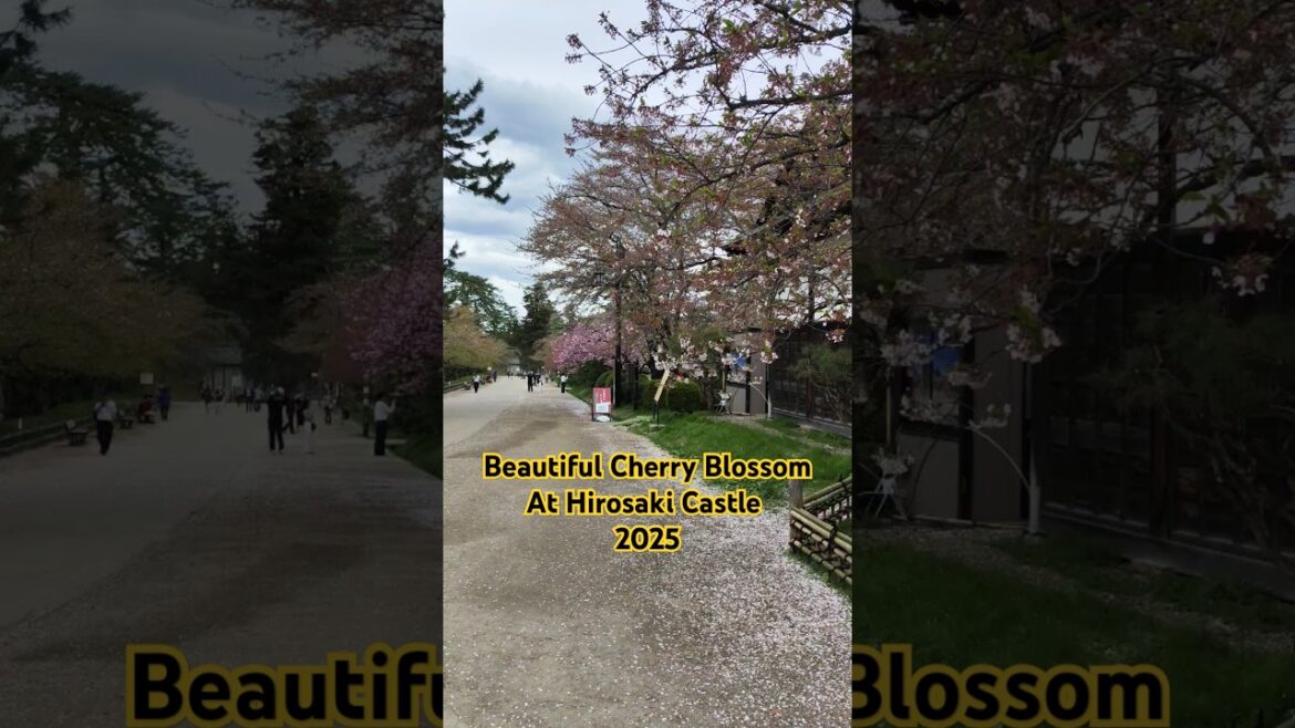 Beautiful cherry blossom #hirosaki #japan #vacation #family
