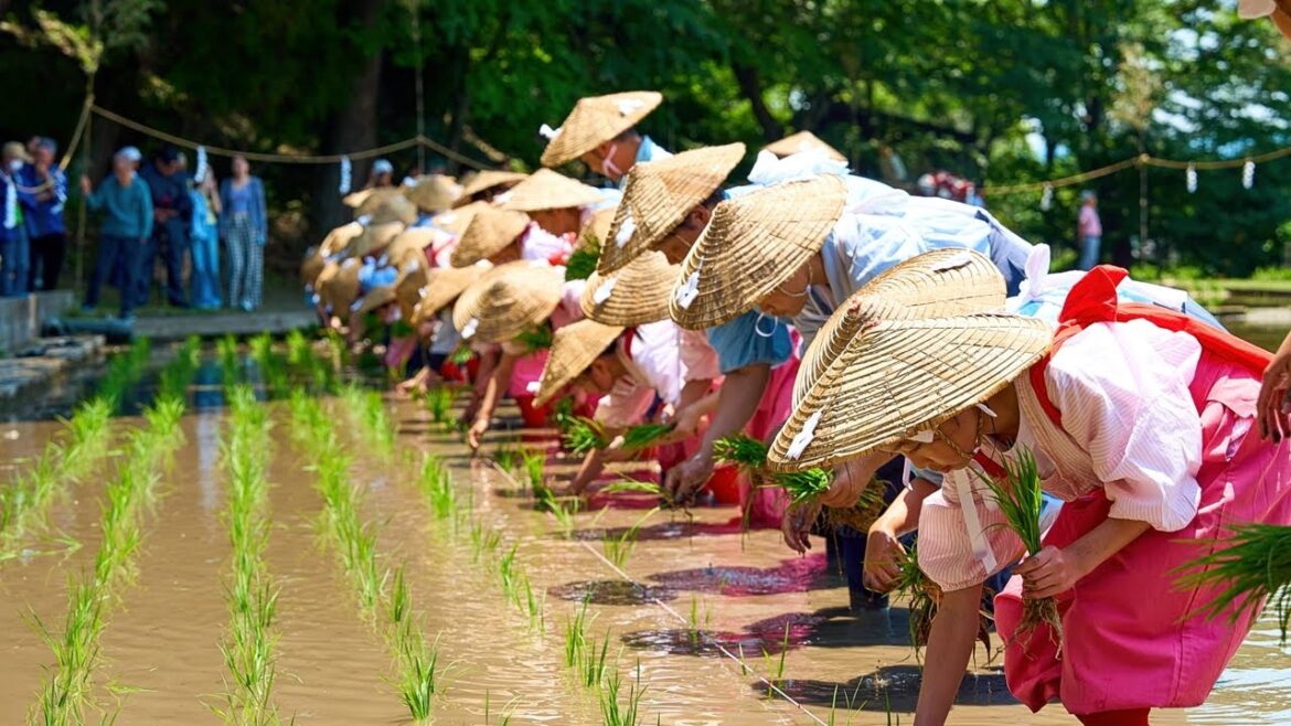 Traditional Rice Planting Ceremony in Kagoshima, Japan 2025 #御田植祭 #斎田祭 #大隅正八幡宮