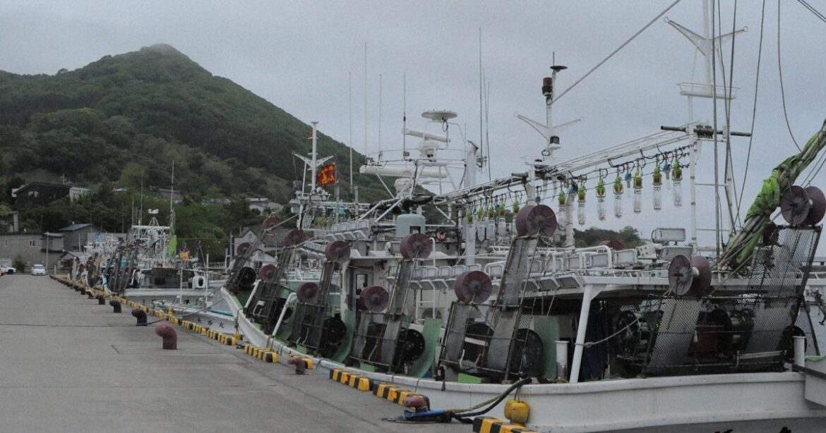 Squid shortage halts Hokkaido auction for 1st time as season opens Squid shortage halts Hokkaido auction for 1st time as season opens