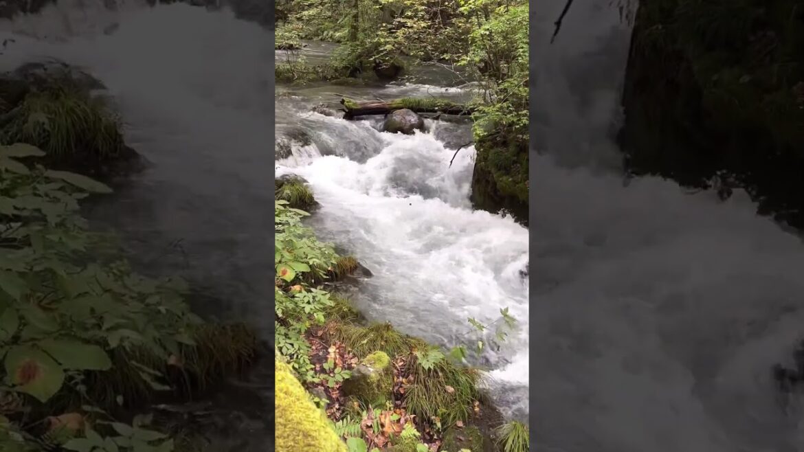 I was amazed in Aomori river in Japan #shortsvideo #shorts #asmrsounds #travel