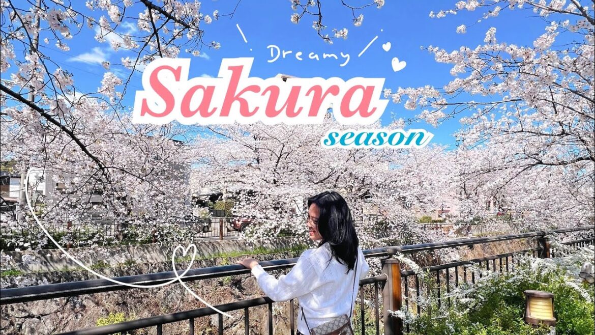 Japan Vlog | Dreamy Sakura season trip~! Nagoya, Osaka, Nishinomiya, Himeji, Kanazawa 🌸🌸🌸